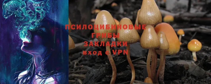 где найти наркотики  Абаза  кракен рабочий сайт  Галлюциногенные грибы MAGIC MUSHROOMS 